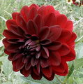 کوکب